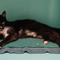 Bimbelle, chatte à adopter