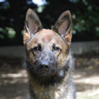 TIAGO CHAO, chien à adopter