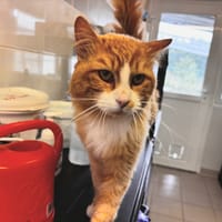Apollon, chat à adopter