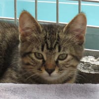 TARTINE, chatte à adopter