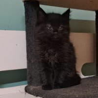 ANTHEA, chatte à adopter