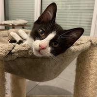 SIRIUS, chat à adopter