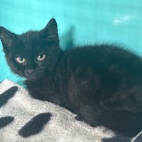 CESAR, chat à adopter