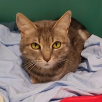 Arina, chatte à adopter
