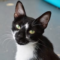 OREO, chatte à adopter