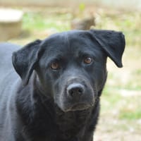 LILOO CHAO, chienne à adopter