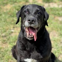 Falko CAA13886, chien à adopter
