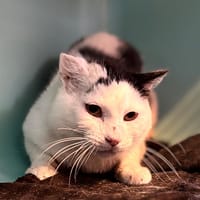 SNOW, chat à adopter
