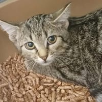 CHIPIE, chatte à adopter