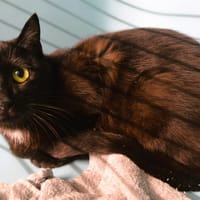 Perlita Cab4375, chatte à adopter