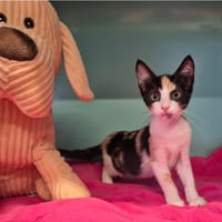 PRALINE, chatte à adopter