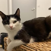 ALYA, chatte à adopter