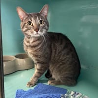 Atchoum, chat à adopter