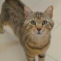 Harry Cab4382, chat à adopter