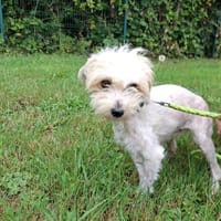 DORITOS, chienne à adopter