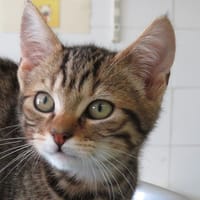 MOHAIR (réservé), chat à adopter