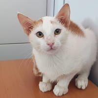 ADRIEN CHA, chat à adopter