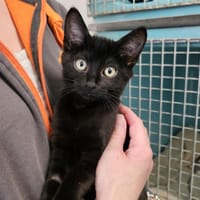 DIEGO C, chat à adopter