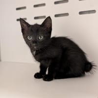 COLCHIQUE, chat à adopter