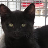 EBENE (RESERVEE), chatte à adopter