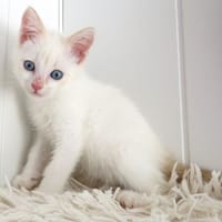 Angelo, chat à adopter