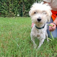 DOOWAP, chienne à adopter
