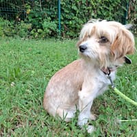 DJANGO, chienne à adopter