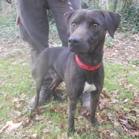 Aïver, chien à adopter