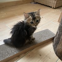 Arian, chat à adopter