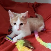 Sparrow pab27486, chat à adopter