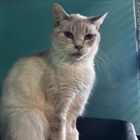 Girofle, chat à adopter