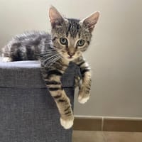 AKARI, chatte à adopter
