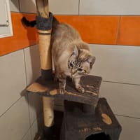 ASLAN, chat à adopter