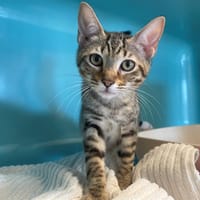 EMILIA, chatte à adopter