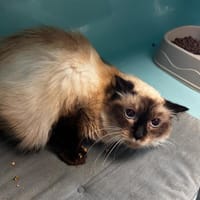 Maika, chatte à adopter