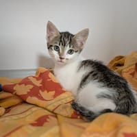 COROLLE, chatte à adopter