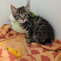 COYOTTE, chat à adopter