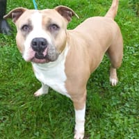 Jaïya, chienne à adopter