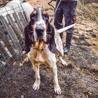 Kiko, chien à adopter
