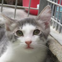 KITSU, chat à adopter