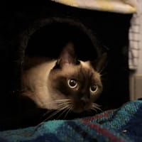 TSUKI, chatte à adopter