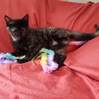 Bonnie pab27485, chatte à adopter