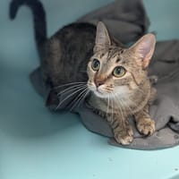 OFELIA, chatte à adopter