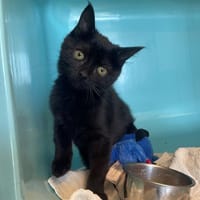 NOA, chatte à adopter