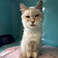 Merveille, chatte à adopter