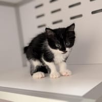 COLZA, chatte à adopter
