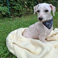 CARAPUCE, chienne à adopter