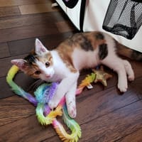 Wendy pab27487, chatte à adopter