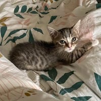 POPCORN, chat à adopter