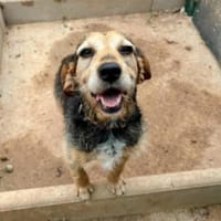 Patia, chienne à adopter